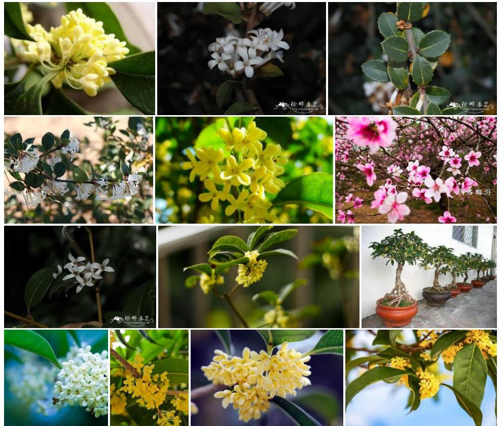 管花木樨照片和图片/