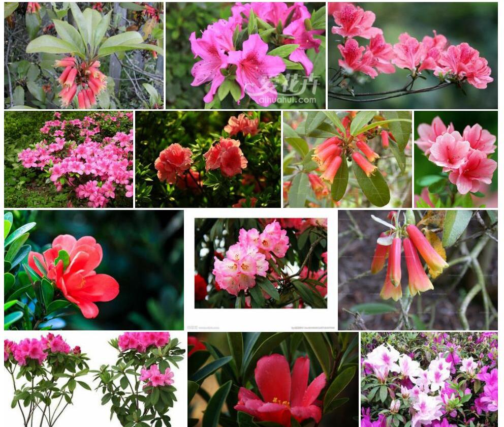 管花杜鹃照片和图片/
