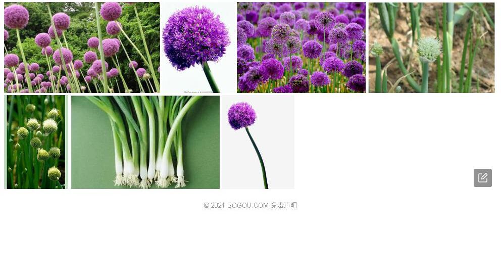 管花葱照片和图片/
