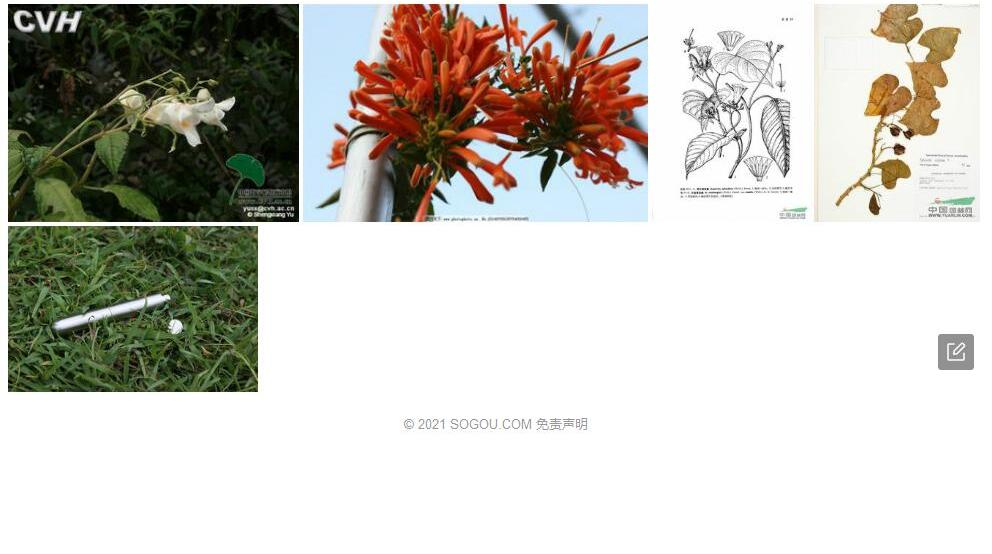 管花薯照片和图片/