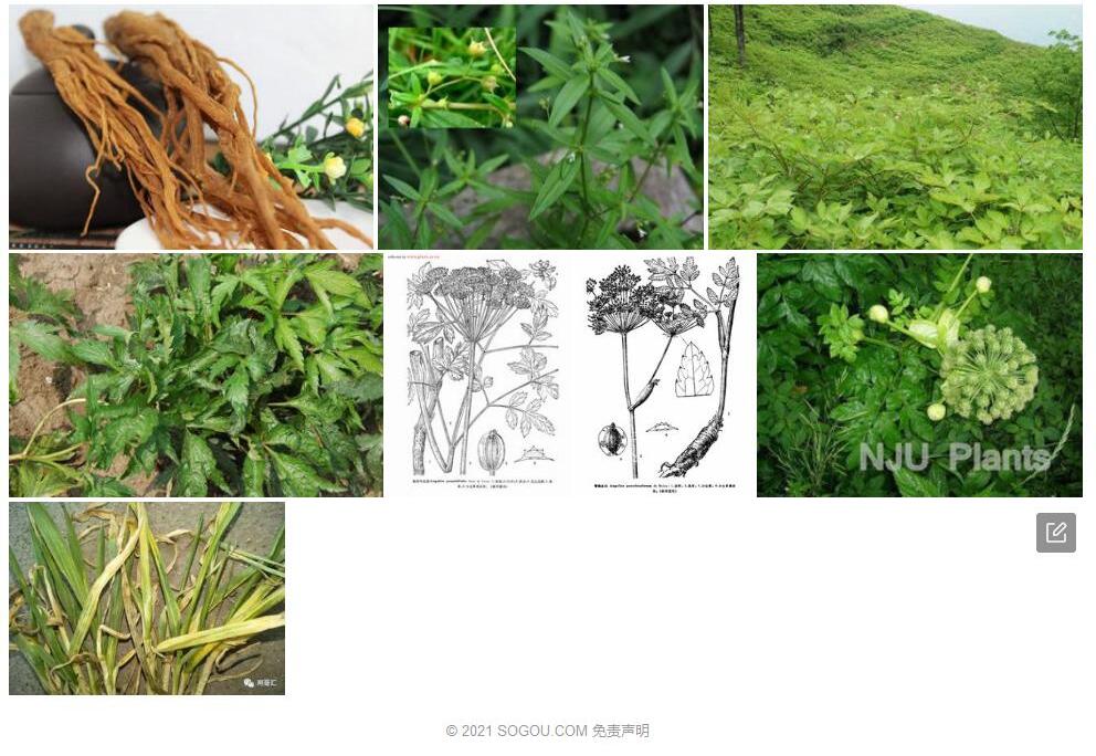 管鞘当归照片和图片/