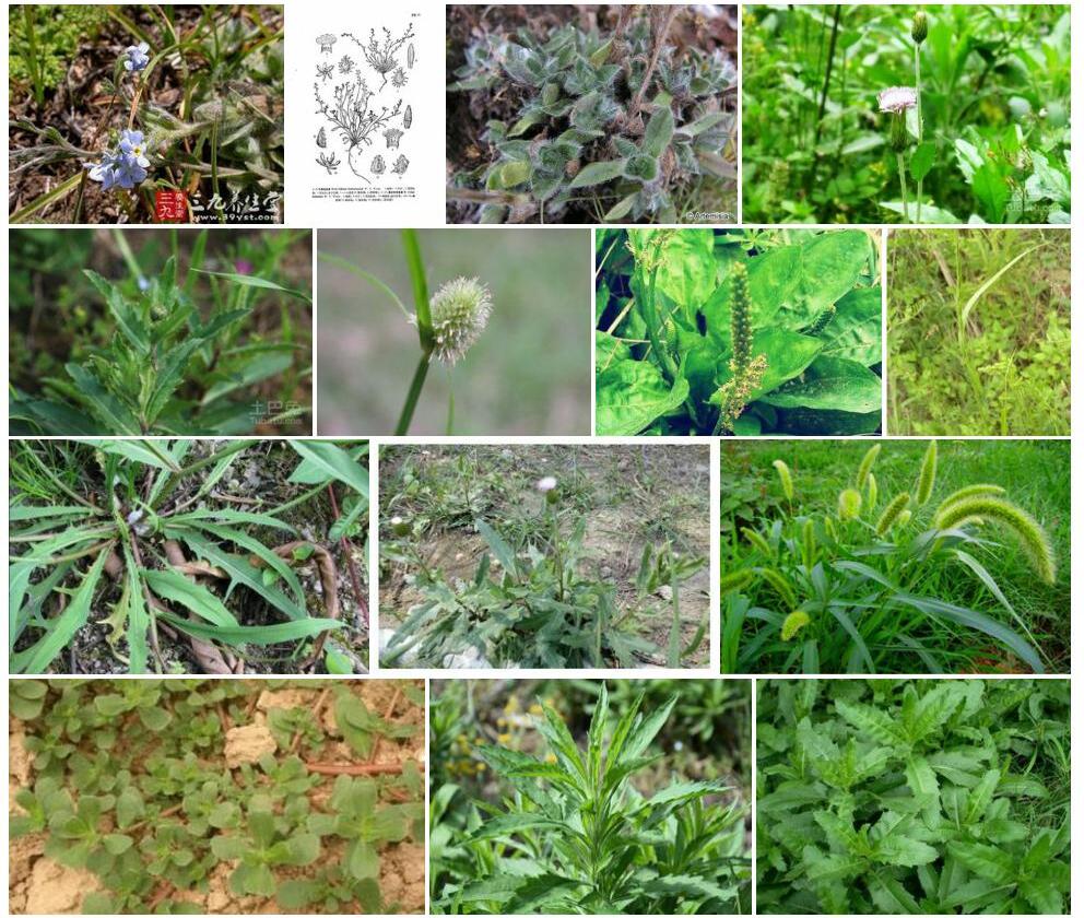 篦毛齿缘草照片和图片/