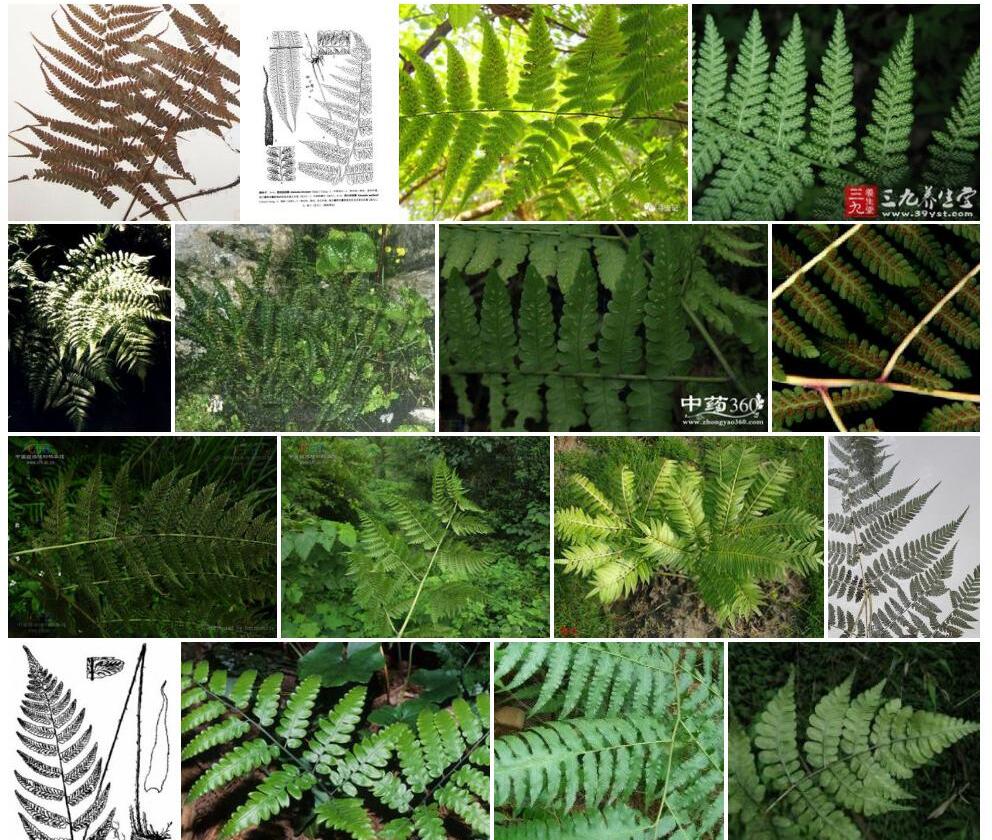篦齿短肠蕨照片和图片/