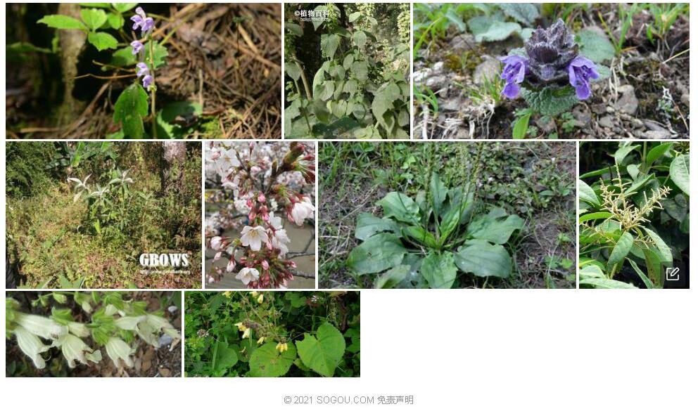 簇序草照片和图片/
