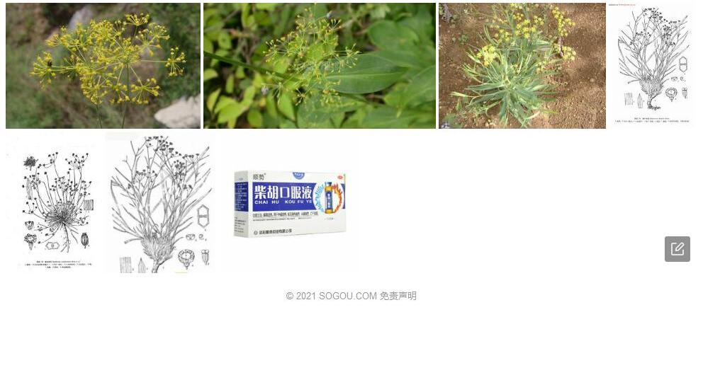 簇生柴胡照片和图片/