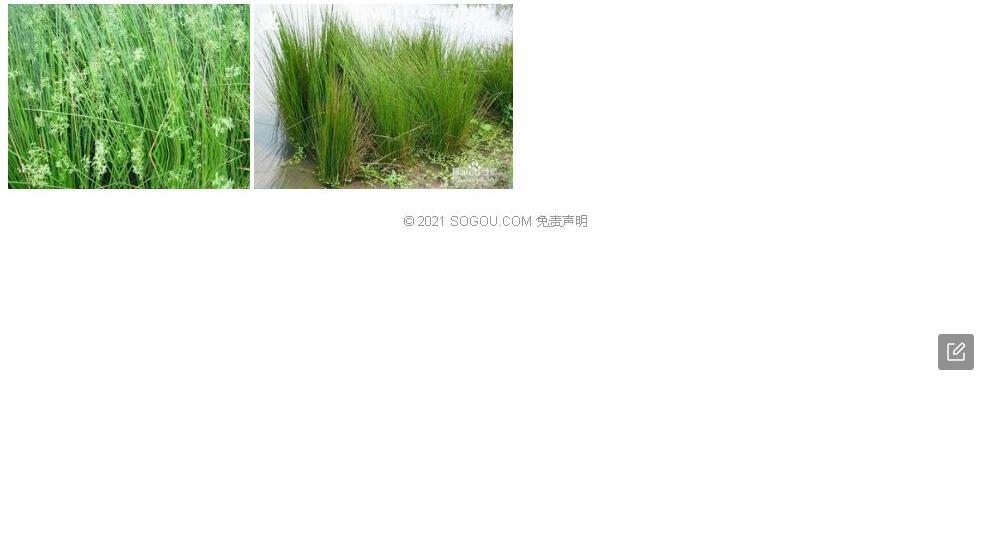 簇花灯心草照片和图片/