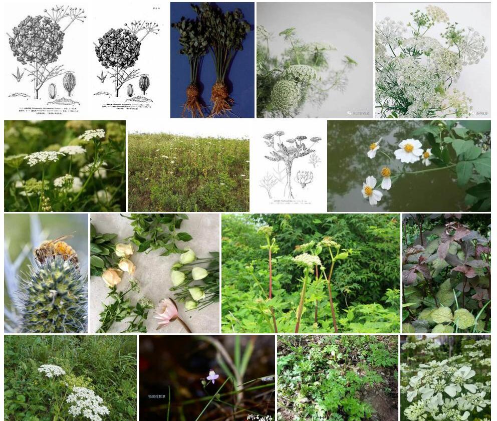 簇花芹属照片和图片/
