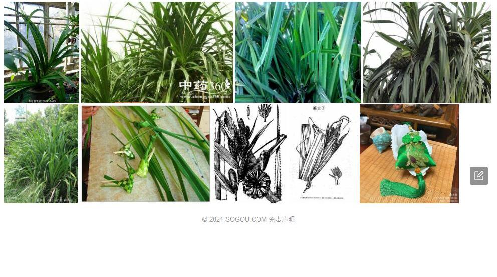 簕古子照片和图片/