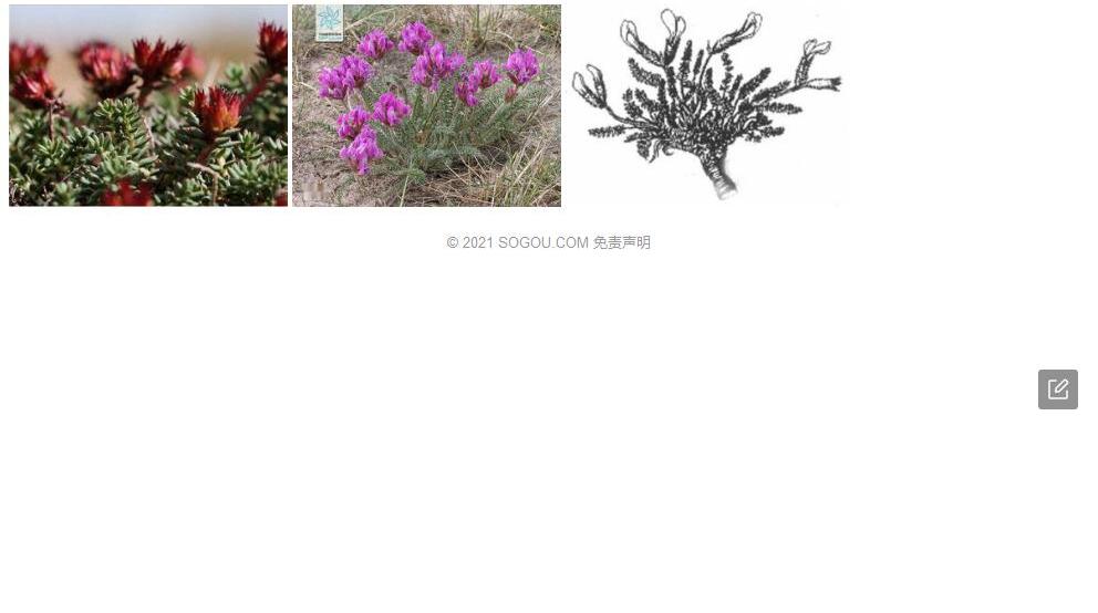 米尔克棘豆照片和图片/