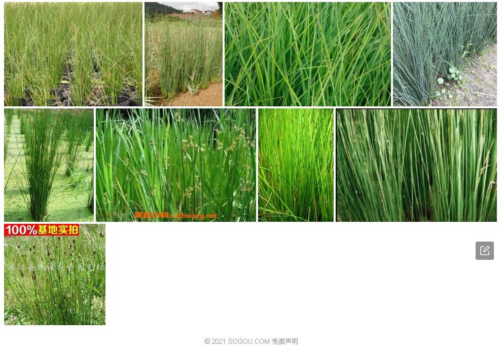 米易灯心草照片和图片/