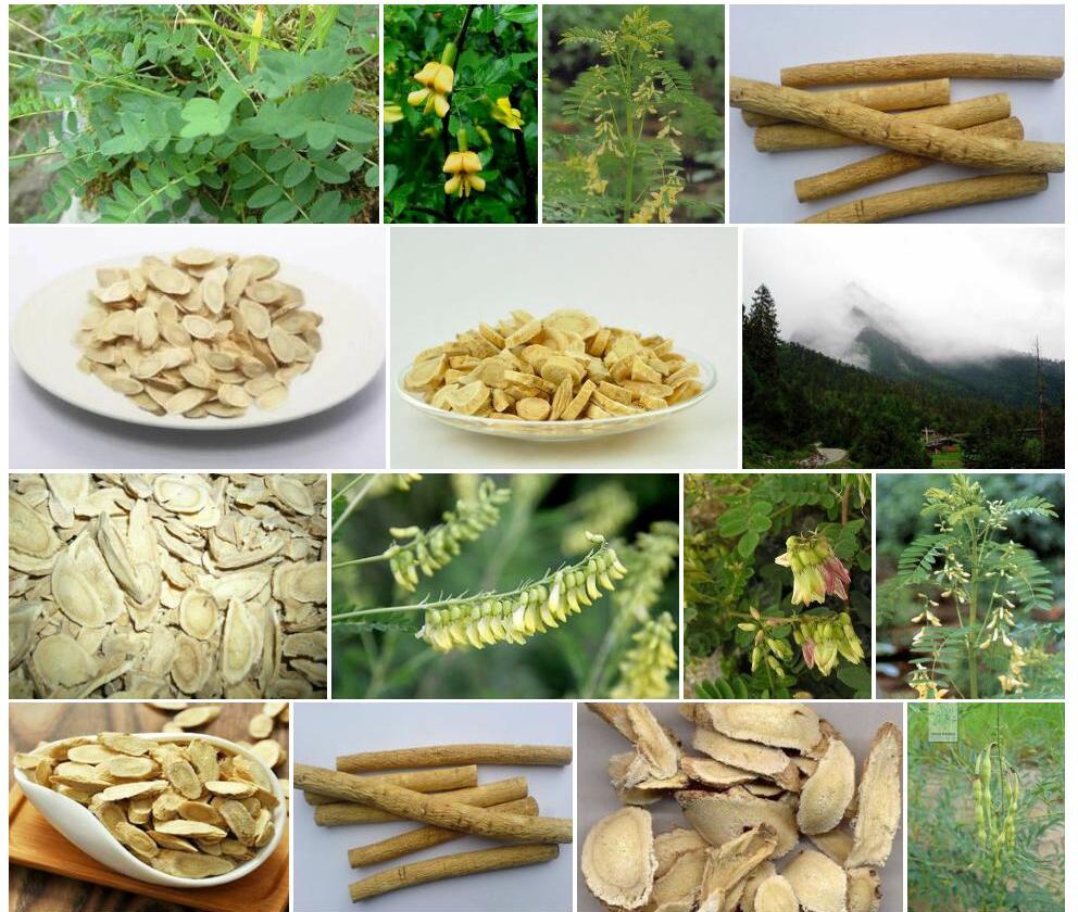 米林黄耆照片和图片/