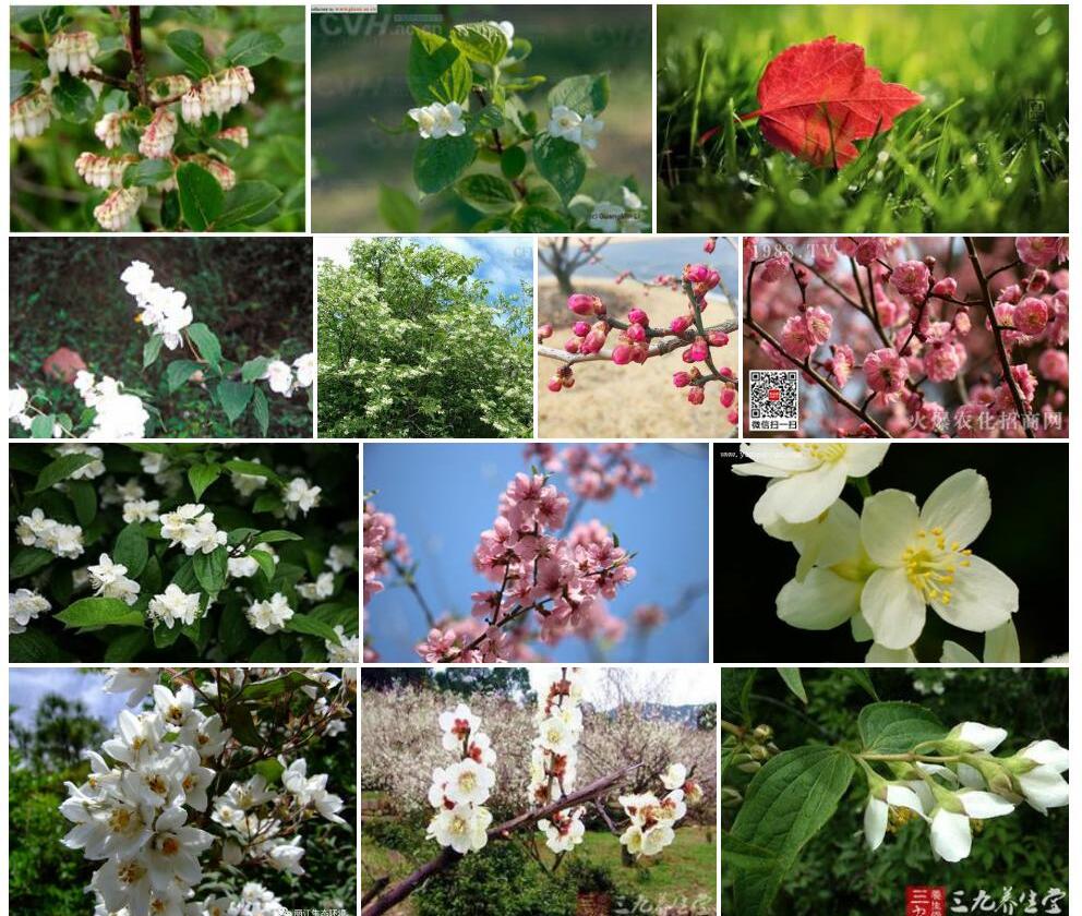 米柴山梅花照片和图片/