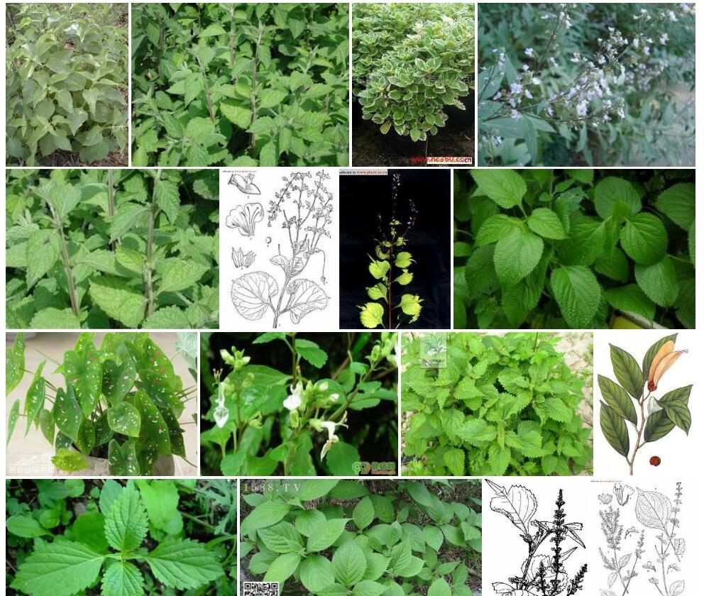 类皱叶香茶菜照片和图片/