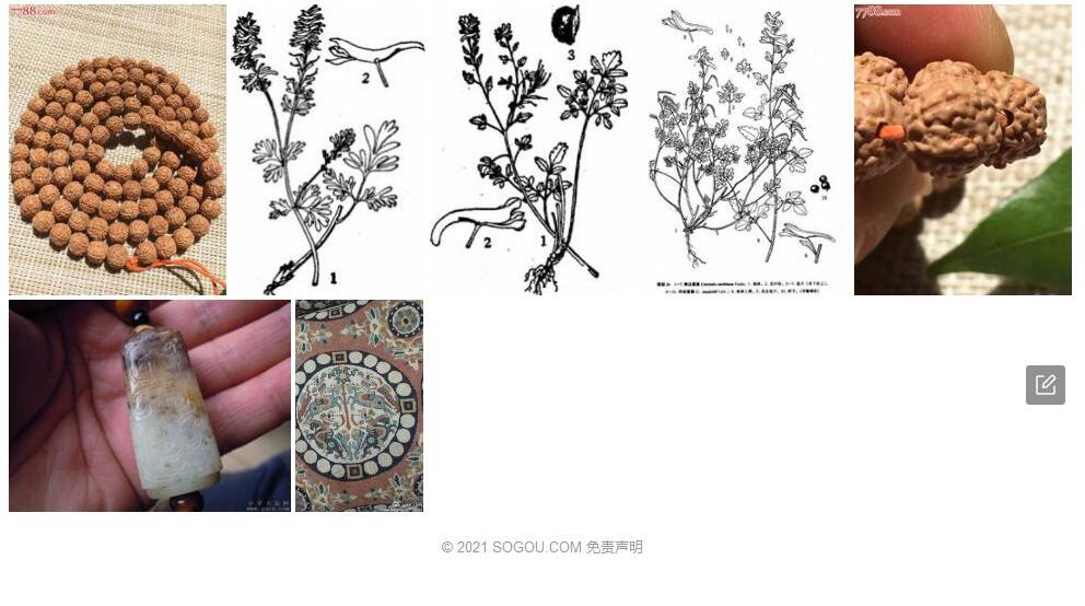 籽纹紫堇照片和图片/