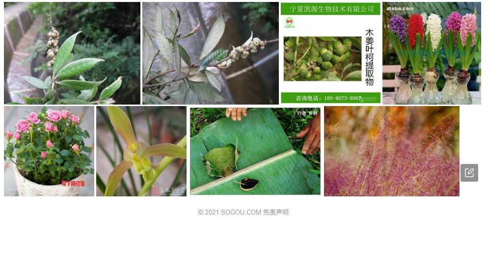粉叶柯照片和图片/