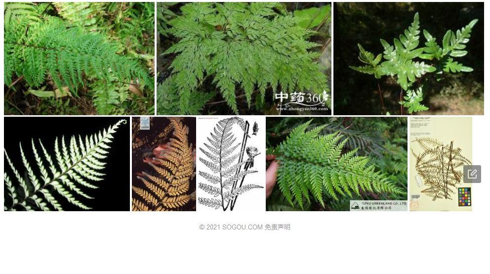 粉叶蕨照片和图片/