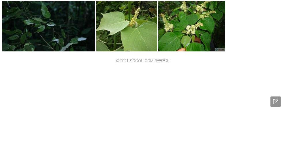 粉叶野桐照片和图片/