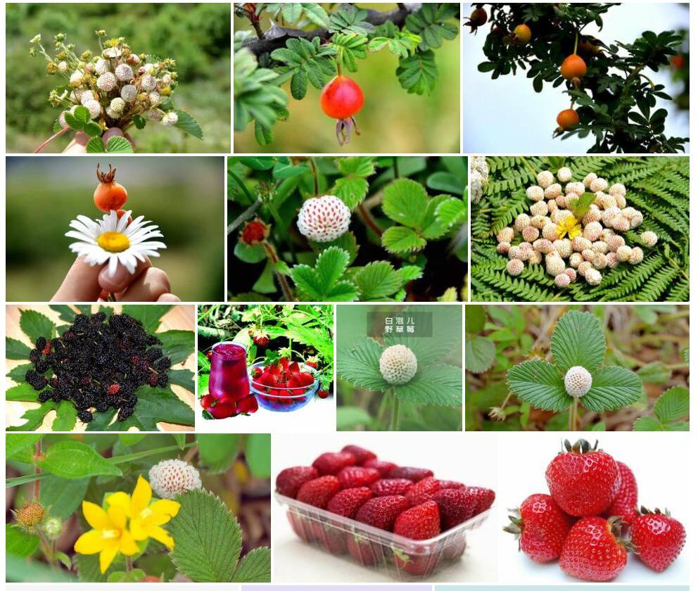 粉叶黄毛草莓照片和图片/