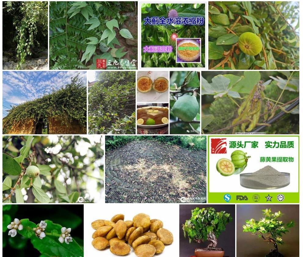 粉果藤照片和图片/
