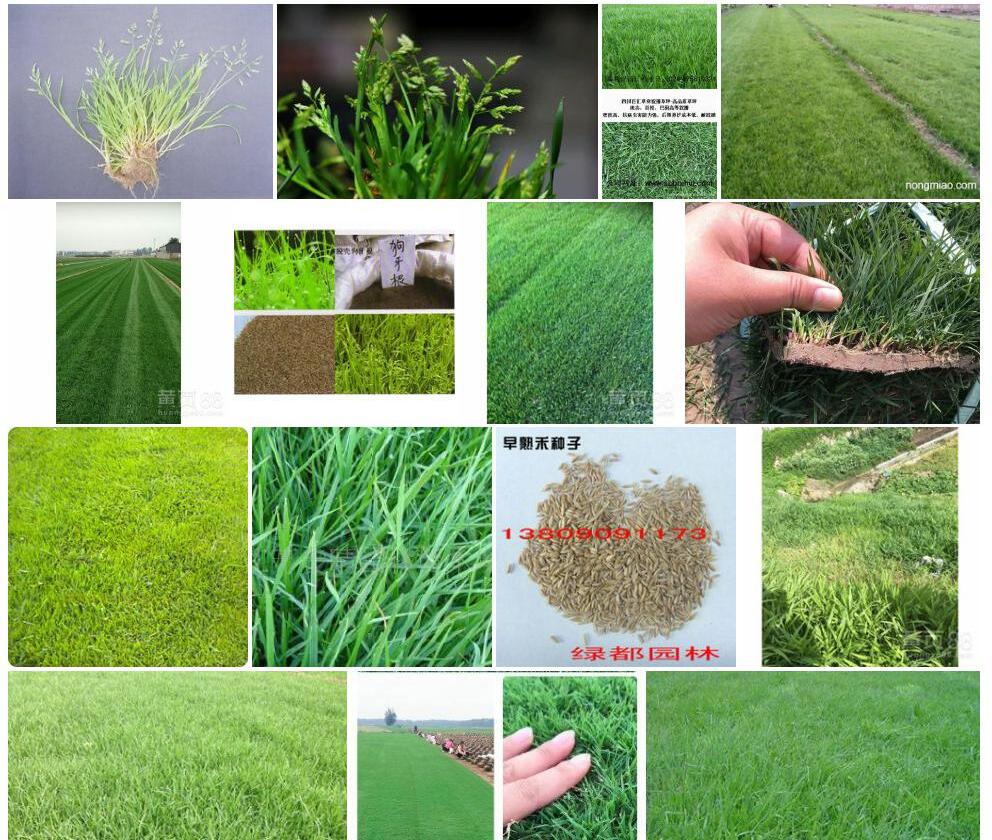 粉绿早熟禾照片和图片/