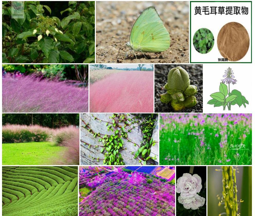 粉绿钻地风照片和图片/