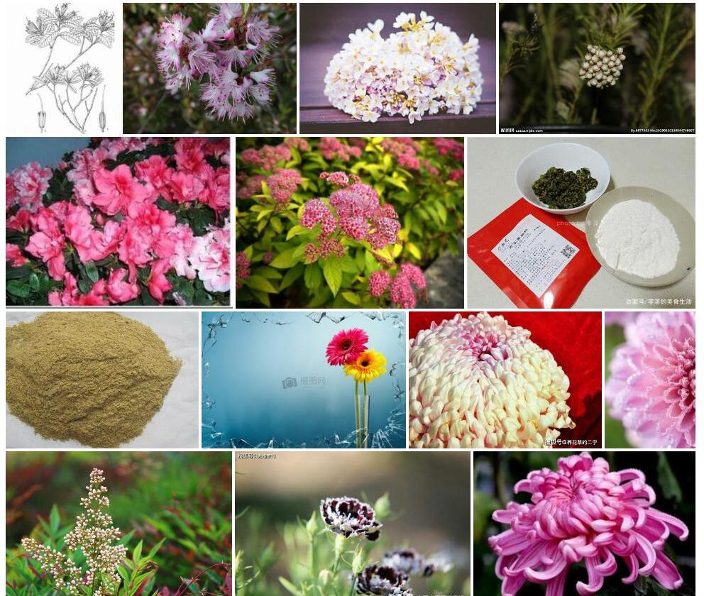 粉背碎米花照片和图片/