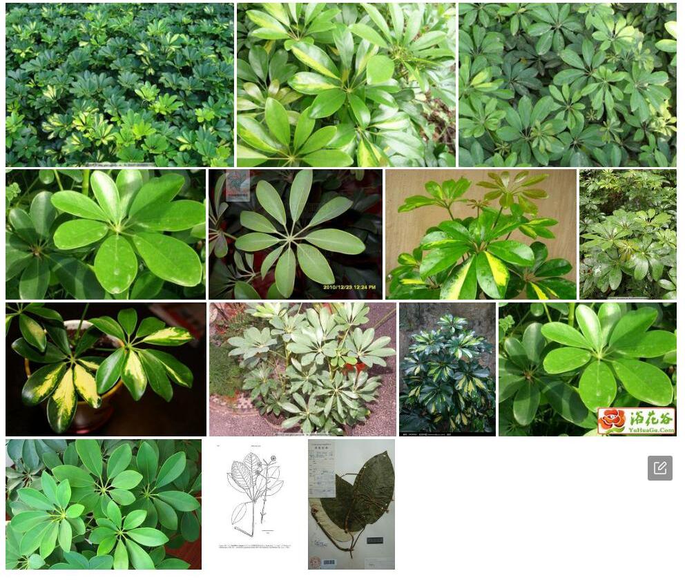 粉背鹅掌柴照片和图片/