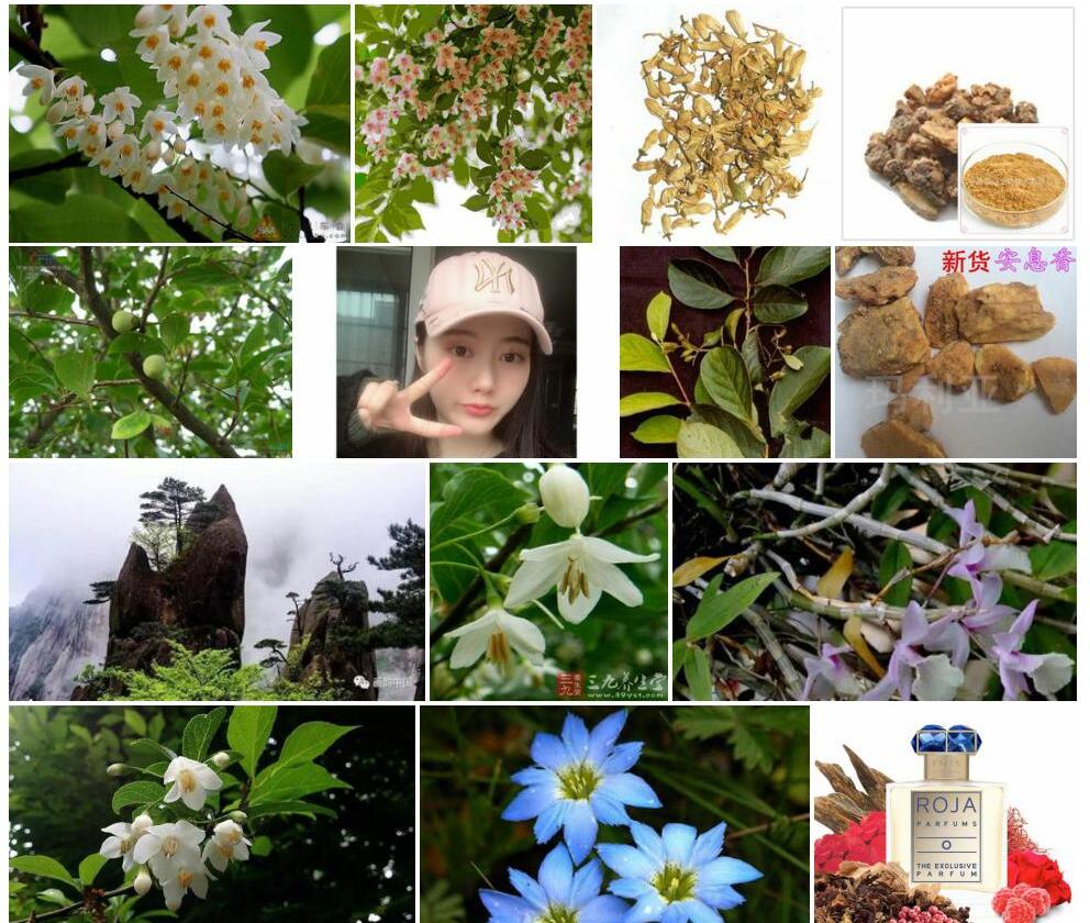 粉花安息香照片和图片/