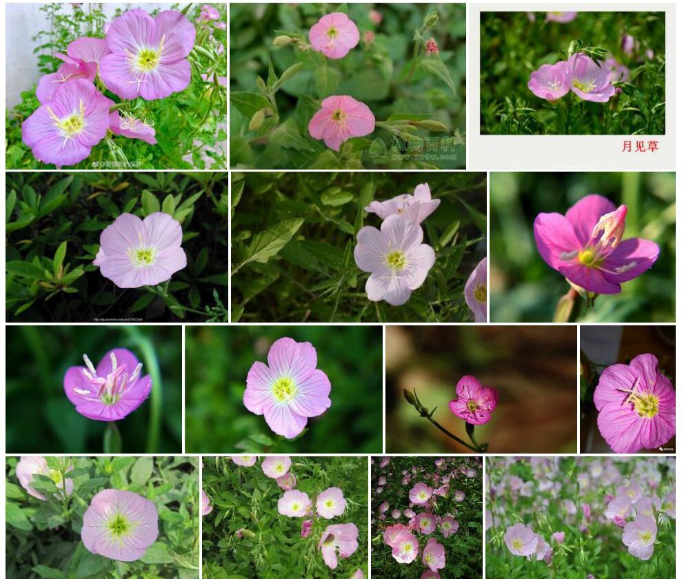 粉花月见草照片和图片/