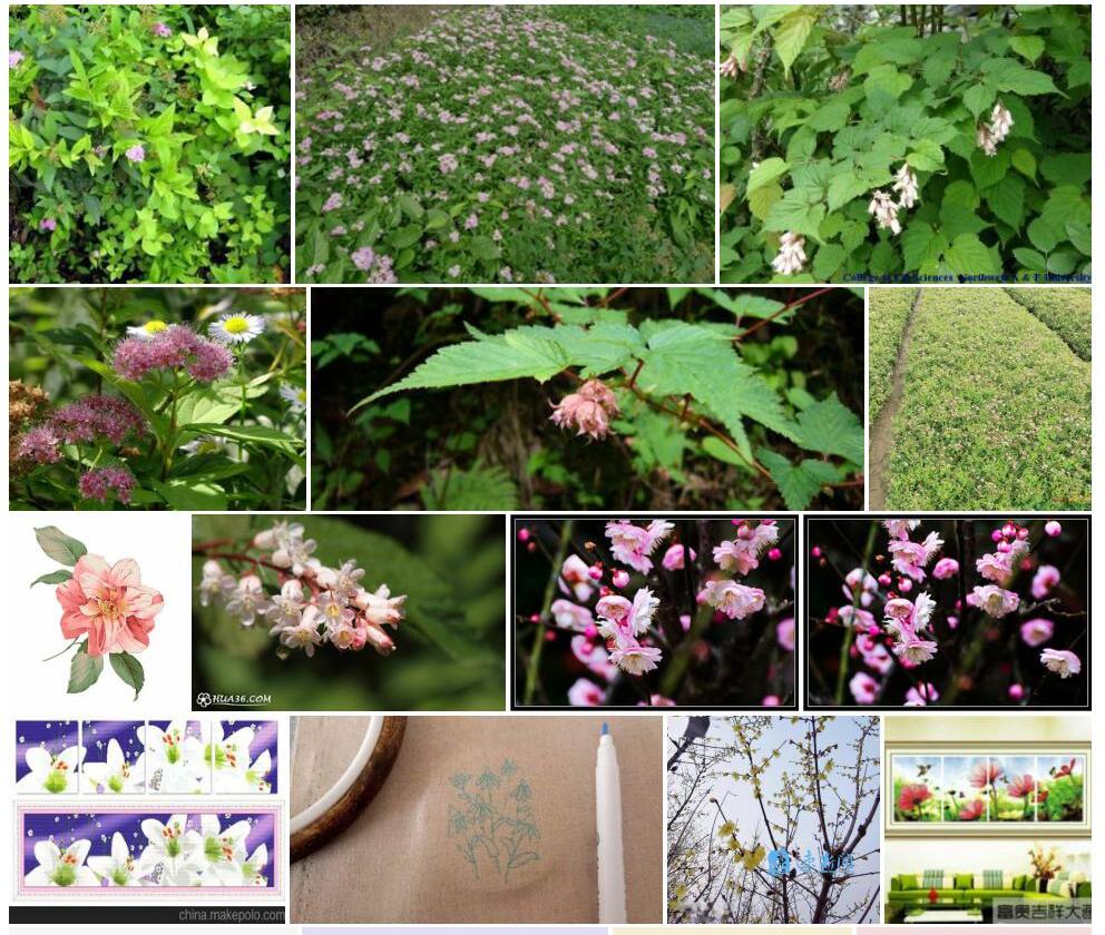 粉花绣线梅照片和图片/