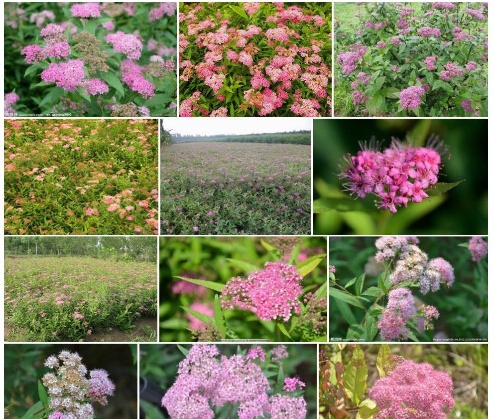 粉花绣线菊照片和图片/