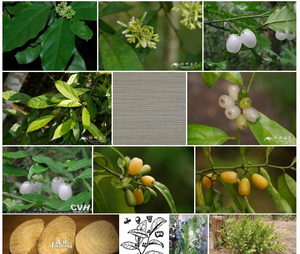 粗丝木照片和图片/