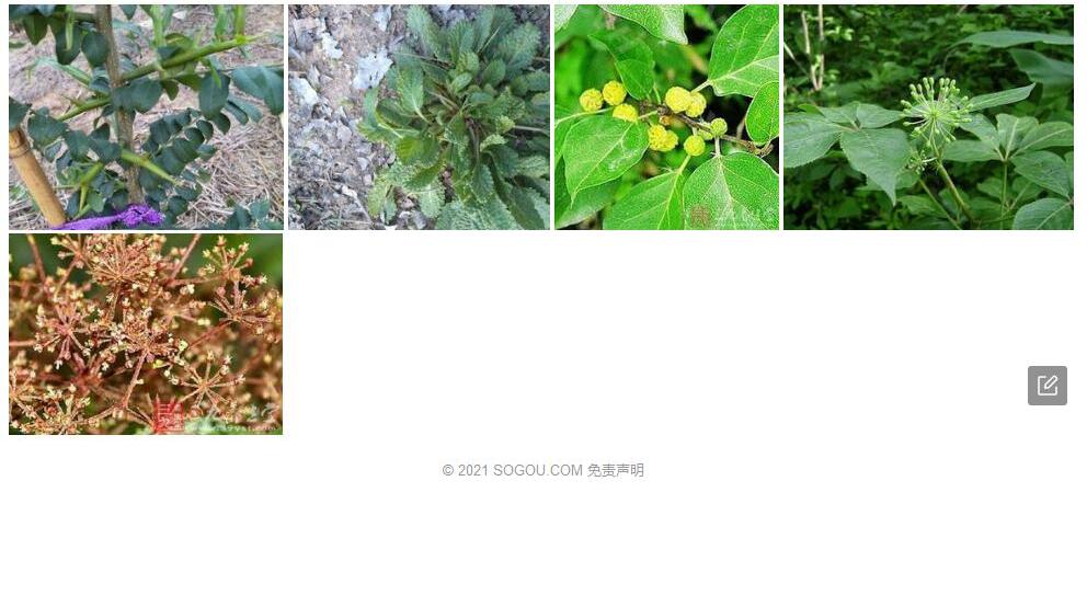 粗刺荩草照片和图片/
