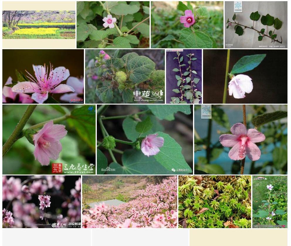粗叶地桃花照片和图片/