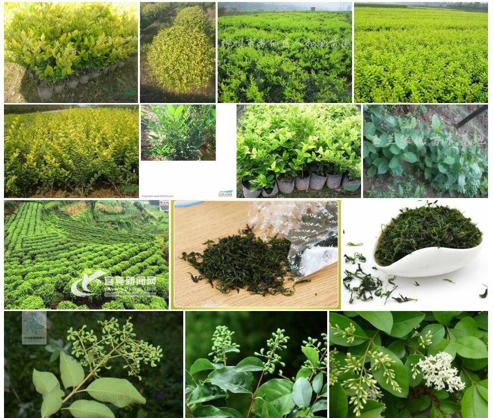 粗壮女贞照片和图片/