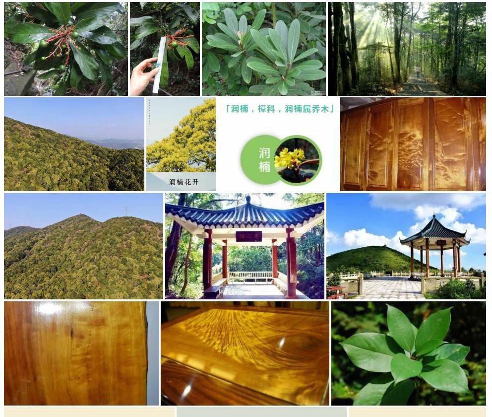 粗壮润楠照片和图片/