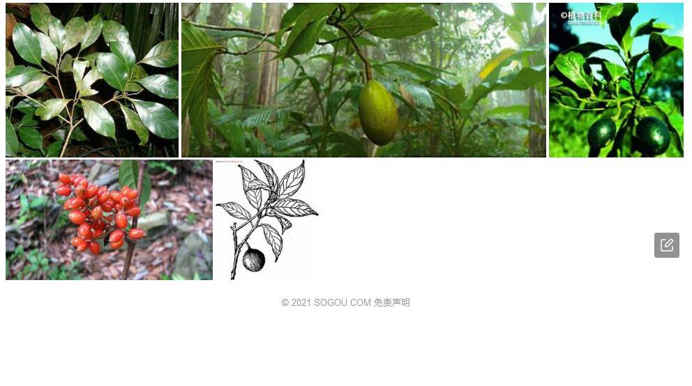 粗壮琼楠照片和图片/