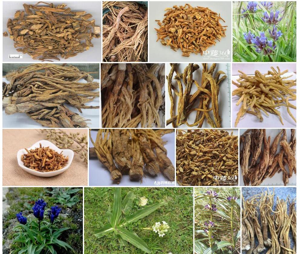 粗壮秦艽照片和图片/