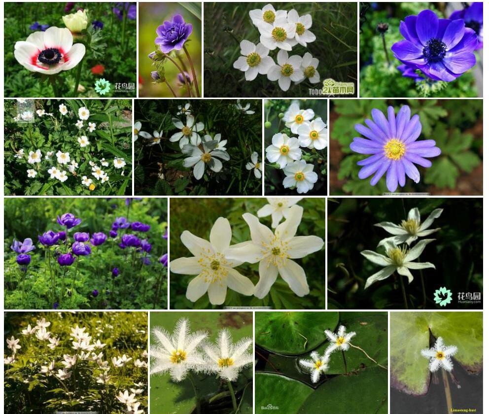 粗壮银莲花照片和图片/