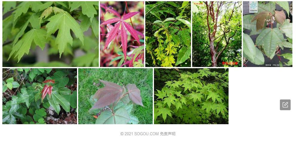 粗柄槭照片和图片/