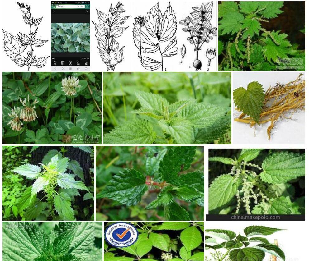粗根荨麻照片和图片/