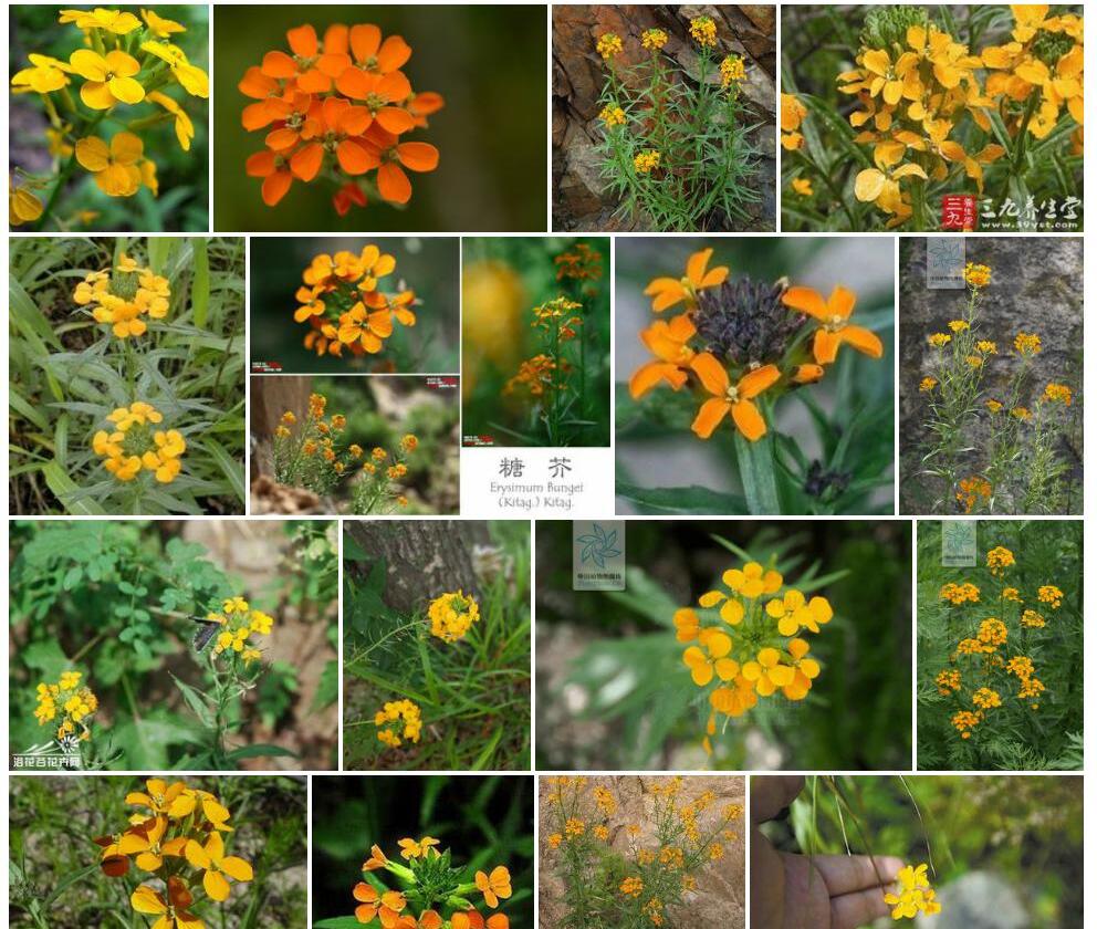 粗梗糖芥照片和图片/