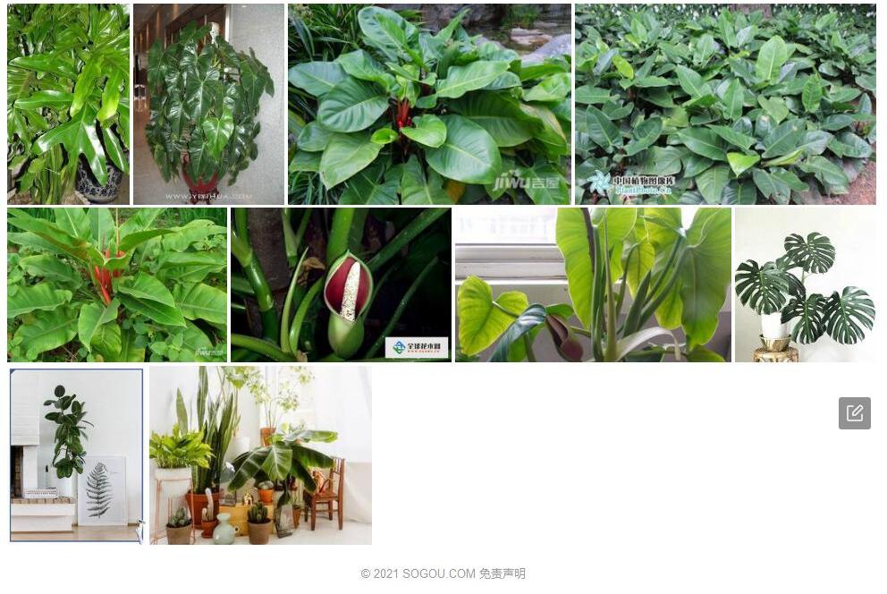 粗糙喜林芋照片和图片/