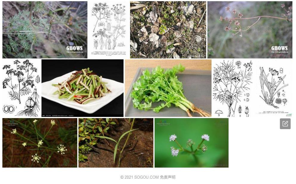 粗糙西风芹照片和图片/