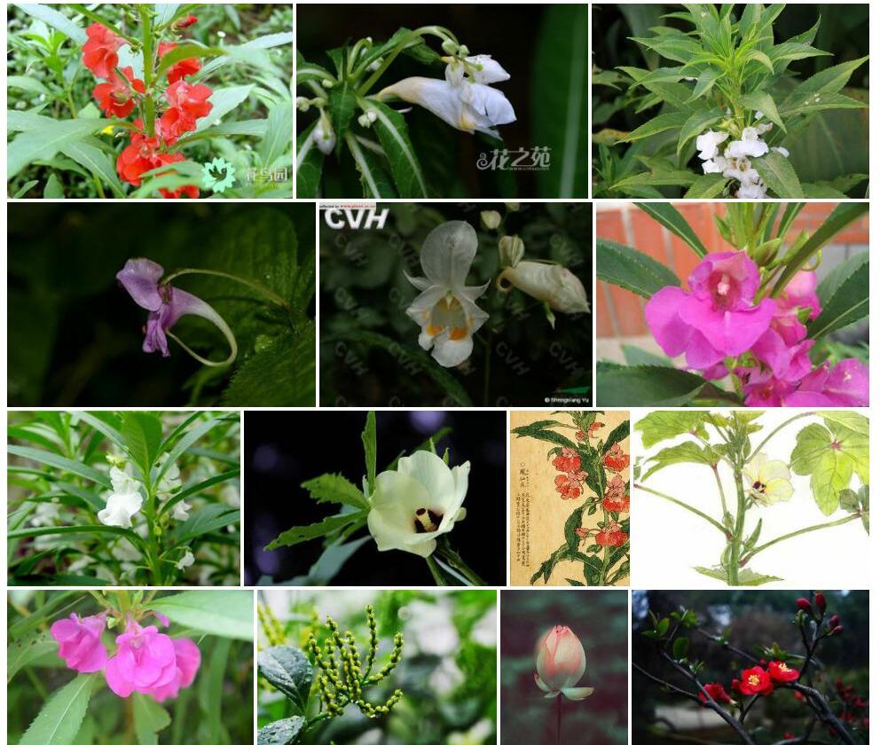 粗茎凤仙花照片和图片/