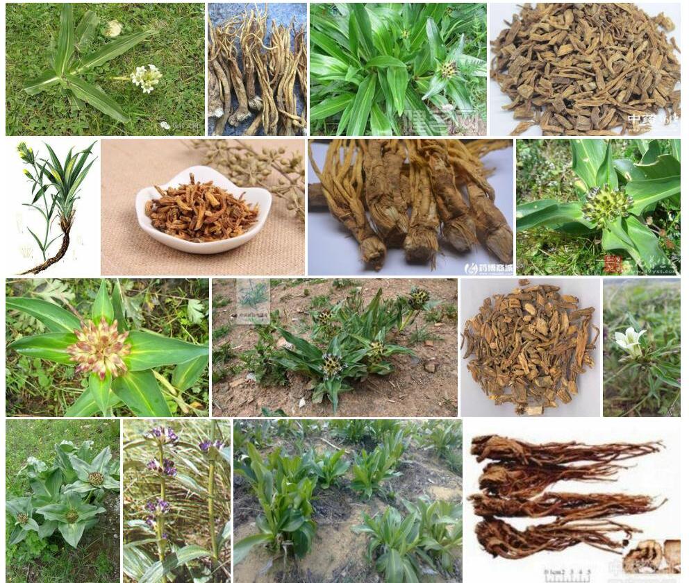 粗茎秦艽照片和图片/