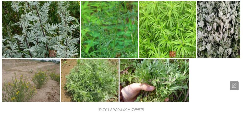 粗茎蒿照片和图片/