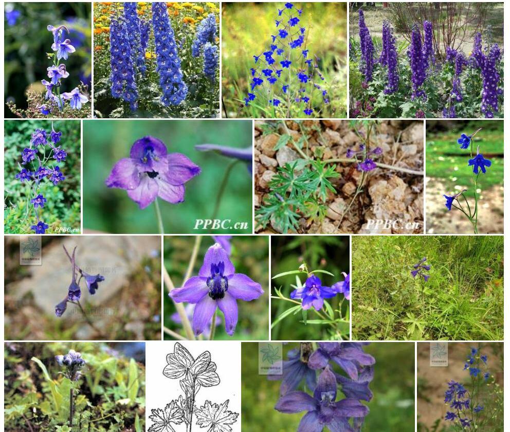 粗裂宽距翠雀花照片和图片/