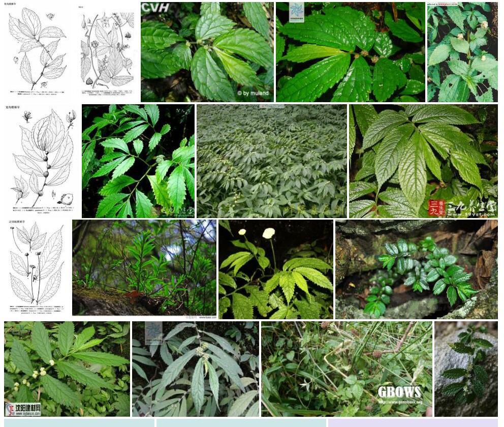 粗角楼梯草照片和图片/