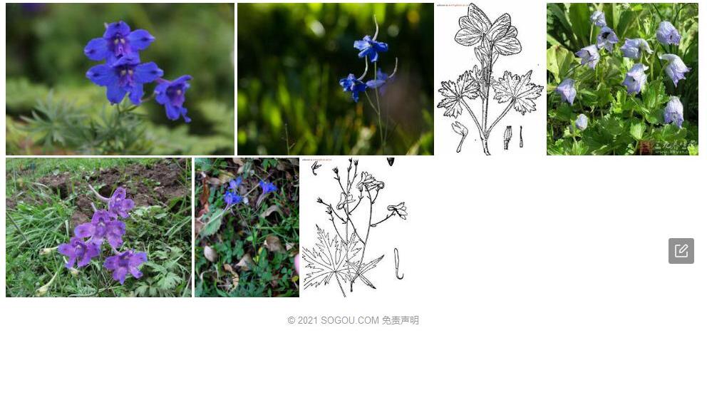 粗距翠雀花照片和图片/